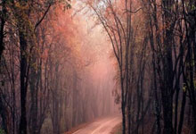 开云:上海女排招袁心玥外援重炮 张景胤27分双杀晋级俄超4强.