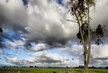 开云:雄鹿大胜爵士止6连败 森林狼逆转送公牛4连败.